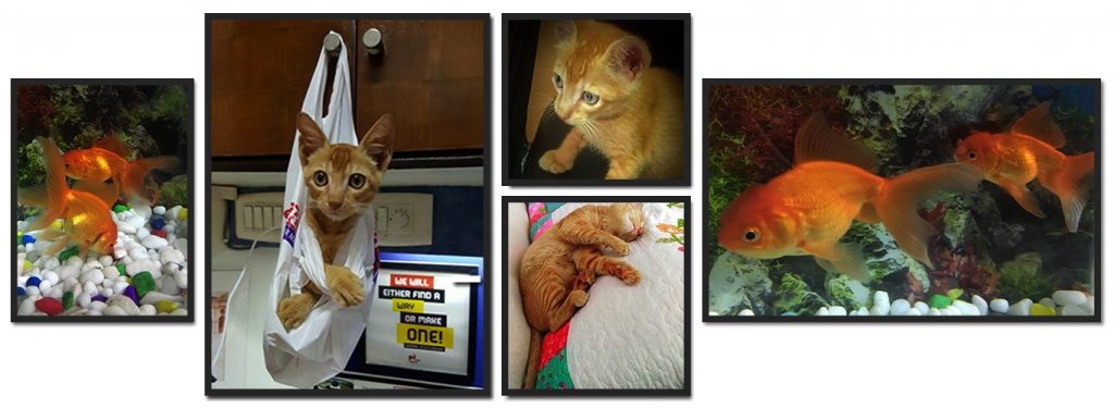 Tintin Teja Titli | BLOG | sunSTRATEGIC